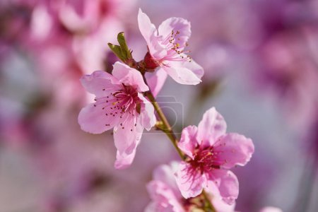 Foto de Imagen con la rama floreciente de un melocotonero, temporada de primavera. - Imagen libre de derechos