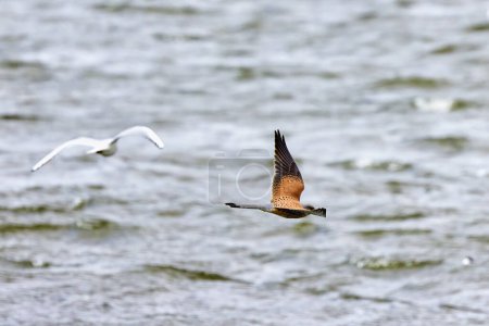 Un hermoso ave de presa se cierne sobre un lago (Falco vespertinus)