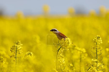 Téléchargez les photos : À dos rouge (Lanius collurio) perché sur une fleur de colza dans un champ agricole - en image libre de droit