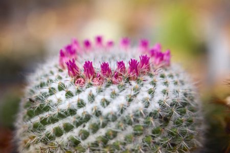 beautiful images with various flowering cacti with selective focus.