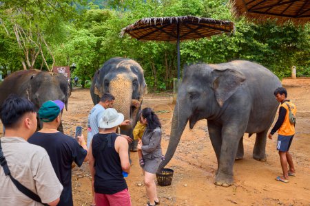 Téléchargez les photos : Phuke Thaïlande 28 mai 2023. images du sanctuaire de la jungle des éléphants où les éléphants sont nourris pour les touristes. - en image libre de droit