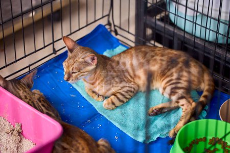Téléchargez les photos : Chat bengale brun en captivité dans un animalerie - en image libre de droit