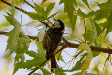 Foto de (Parus major) es una pequeña ave sedentaria de la familia Paridae, ampliamente distribuida en Europa, Asia y el noroeste de África en la zona templada.. - Imagen libre de derechos