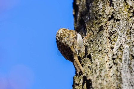 Foto de (Certhia familiaris) en un árbol donde busca comida martillando la corteza del árbol. - Imagen libre de derechos
