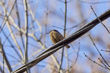 (Sitta europaea) On a tree, it is a small bird found in temperate Europe and Asia.