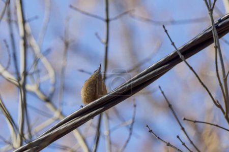 (Sitta europaea) Sur un arbre, c'est un petit oiseau que l'on trouve en Europe tempérée et en Asie.