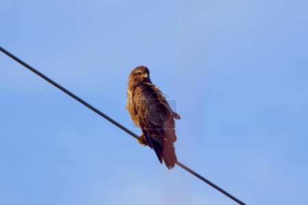 an eagle on a power cable seen from below