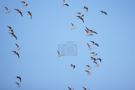 Foto de Grupo de gaviotas en vuelo en el cielo azul - Imagen libre de derechos