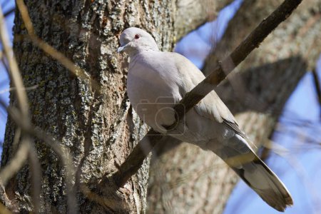Photo for (Streptopelia decaocto) sits on a tree branch in the sun. - Royalty Free Image