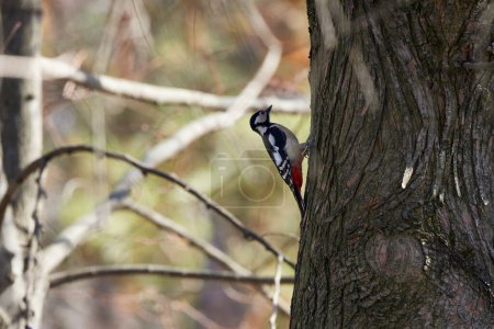 a woodpecker on a tree while looking for food.