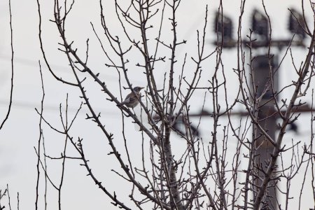 (Turdus pilaris) debout sur les branches d'un arbre un jour de printemps.