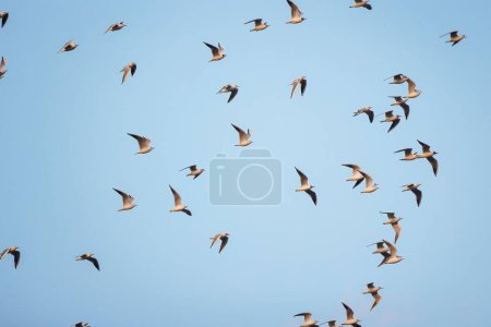 group of seagulls in flight in the blue sky