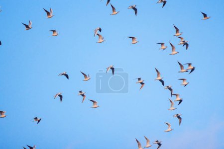 group of seagulls in flight in the blue sky