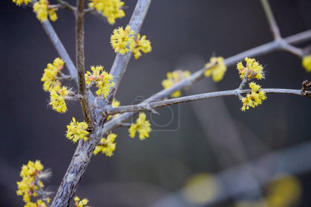 close up with a blooming tree branch, yellow flowers.