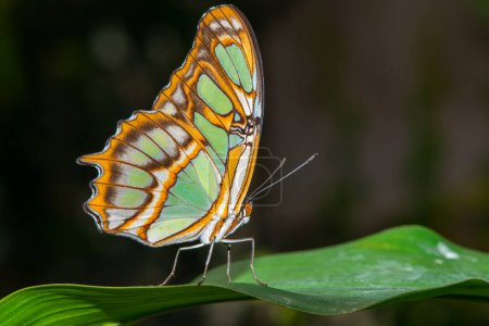 Schmetterlinge verschiedener Arten aus dem Schmetterlingsmuseum in einem exotischen Garten.