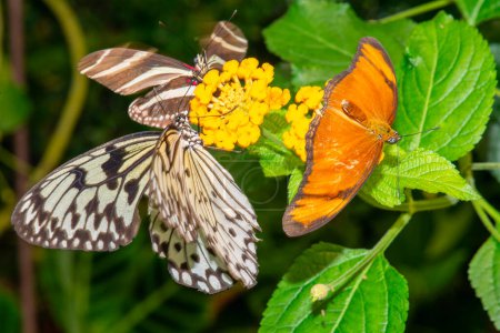 papillons de différentes espèces du musée des papillons dans un jardin exotique.