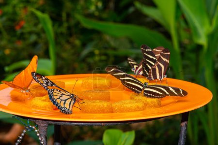 Schmetterlinge verschiedener Arten aus dem Schmetterlingsmuseum in einem exotischen Garten.