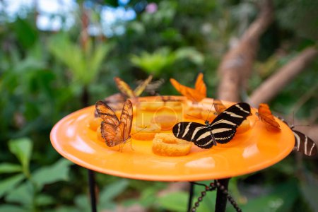 mariposas de diferentes especies del museo de mariposas en un jardín exótico.