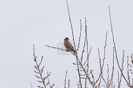 Téléchargez les photos : Bruant (Buteo buteo) oiseau de proie perché sur le sommet d'un arbre - en image libre de droit