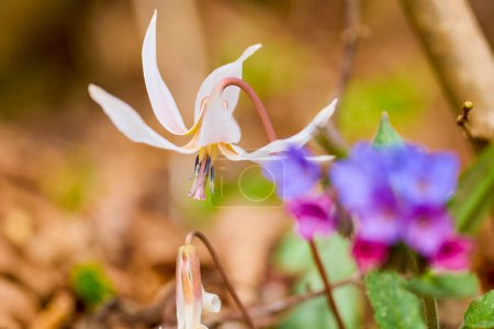 macro with (Erythronium dens-canis) image with selective focus and blurred background.