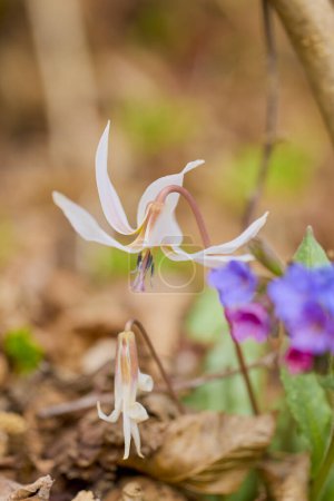 macro with (Erythronium dens-canis) image with selective focus and blurred background.