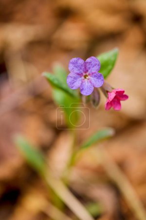 macro with (Pulmonaria officinalis) image with selective focus and blurred background.