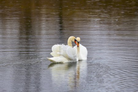 a pair of swans during the mating ritual on a lake.