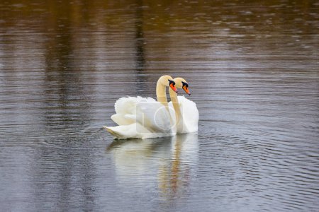 a pair of swans during the mating ritual on a lake.