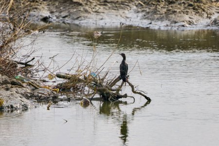 cormoran debout sur une branche près d'une eau