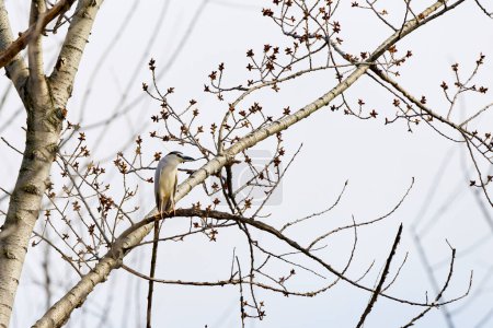 (Nycticorax nycticorax) resting on a tree branch.