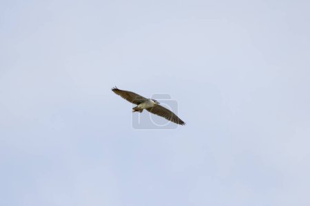 (Nycticorax nycticorax) in flight in the sky during the migration period.