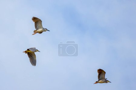 (Nycticorax nycticorax) in flight in the sky during the migration period.