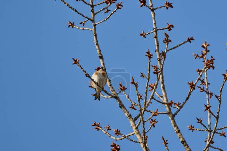 (Carduelis carduelis) on a tree branch on a sunny spring day.