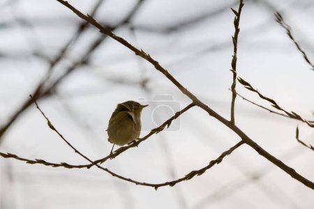 Photo for (Phylloscopus collybita) sits on a tree branch. - Royalty Free Image