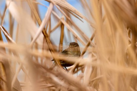 Téléchargez les photos : Un oiseau de roseau vu parmi les branches. - en image libre de droit