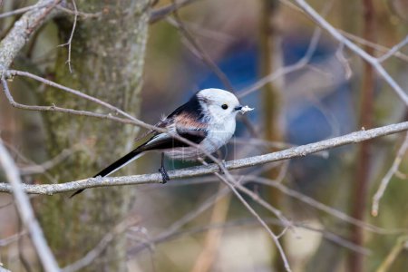 (Aegithalos caudatus) sammelt im Frühling Flocken, um sein Nest zu bauen.