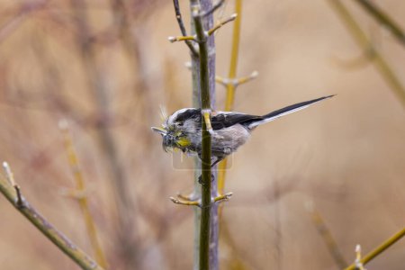 (Aegithalos caudatus) sammelt im Frühling Flocken, um sein Nest zu bauen.