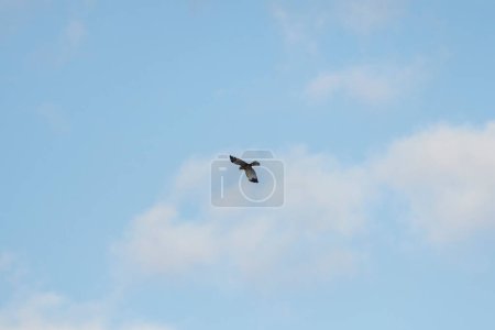 Foto de Búho Ural (Strix uralensis) volando por encima - Imagen libre de derechos