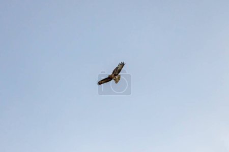 Foto de Búho Ural (Strix uralensis) volando por encima - Imagen libre de derechos