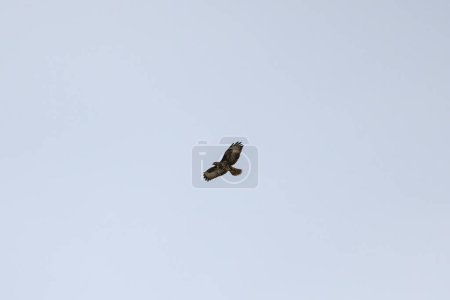Habichtskauz (Strix uralensis) fliegt über