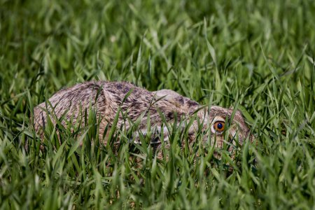 ein Hase versteckt sich im grünen Weizen.