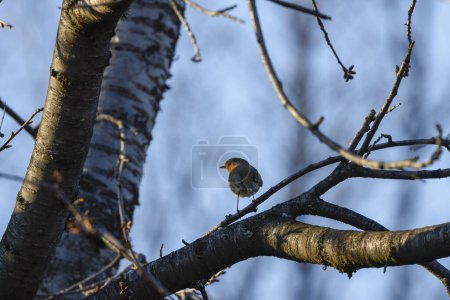 (Erithacus rubecula) sits on a tree branch