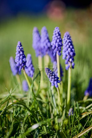 Muscari armeniacum primer plano, jacintos de uva armenia azul primer plano, flores de primavera