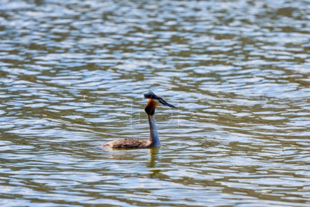 Podiceps cristatus, floating on a river on a spring day.