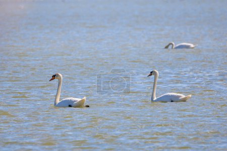 three swans floating on a river