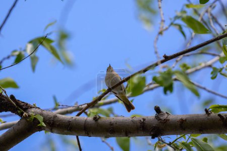 (Phylloscopus humei) standing on a tree branch.