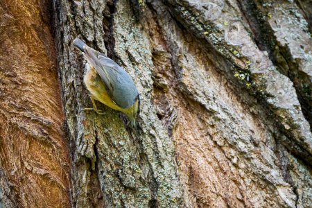 (Sitta europaea) en la corteza de un viejo árbol en busca de alimento.
