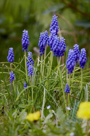 Muscari armeniacum close up, blue armenian grape hyacinths closeup, spring flowers