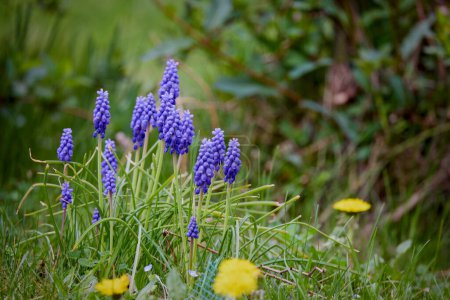 Muscari armeniacum Nahaufnahme, blaue armenische Traubenhyazinthen Nahaufnahme, Frühlingsblumen