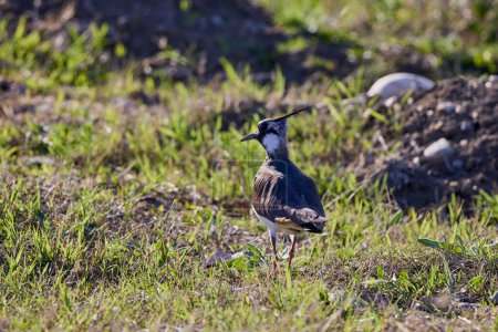 (Vanellus vanellus) sits on the ground near a lake.